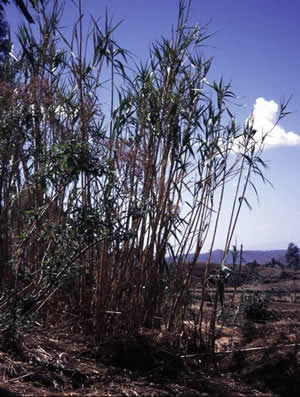 Tall reeds used for making pens